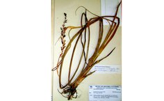 Exemplo de exsicata de uma bromélia