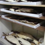 Entenda o processo de empalhamento dos animais do Museu de História Natural