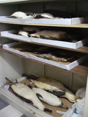 Taxidermização de peças para coleções científicas prioriza sistematização acadêmica