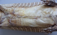 Costura e colagem são técnicas utilizadas para fechar a pele do animal. Foto mostra a barriga de um tatu taxidermizado