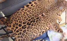 Curtume é uma das técnicas mais antigas da taxidermia