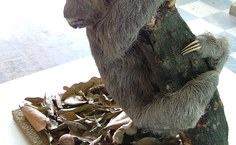 Diorama com preguiça em processo de secagem