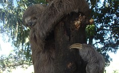 Preguiça em processo de secagem