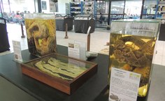 Serpentes também estão expostas na exposição