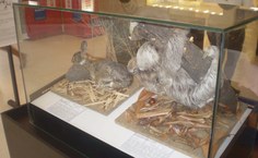 Exposição no Shopping Pátio Maceió