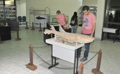 Peças voltadas para exposições priorizam a estética e a educação do público