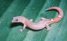 Lagarto Coleodactylus elizae, nova espécie registrada pelos pesquisadores do Museu