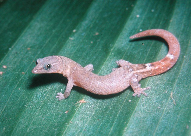 Lagarto Coleodactylus elizae, nova espécie registrada pelos pesquisadores do Museu