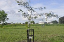 Árvore plantada por seu Sebastião em homenagem ao filho