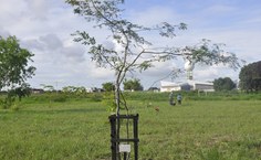 Árvore plantada por seu Sebastião em homenagem ao filho