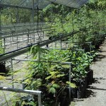 Ufal promove iniciativas para integração harmoniosa com o meio ambiente