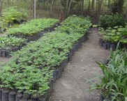 Produção de mudas de árvores da Mata Atlântica e da caatinga no Arboretum