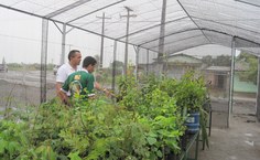 Professor Vieira, no viveiro para produção de muda de espécies nativas