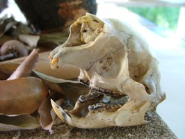 Taxidermista fala sobre riscos e ética na coleta dos animais