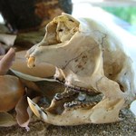 Taxidermista fala sobre riscos e ética na coleta dos animais
