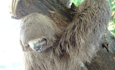 Peça de preguiça em processo de secagem