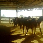 Medicina Veterinária desenvolve técnicas que aquecem agronegócio nacional