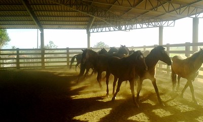 As pesquisas com cavalos são desenvolvidas pelo Grupequi em parceria com a empresa Fresenius Kabi