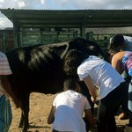 Estudantes de Medicina Veterinária aprendem e repassam conhecimentos em campo