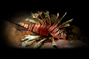 Projeto na Ufal vai procurar peixe predador na costa de Alagoas