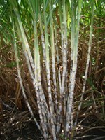 Ufal libera duas novas variedades RB de cana-de-açúcar