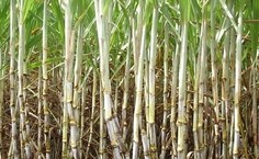 Variedade RB991536 é outra que será liberada