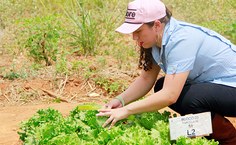 Bolsista do projeto faz a análise dos canteiros das alfaces, antes da colheita