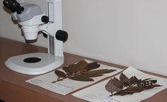 Acervo das coleções do MHN