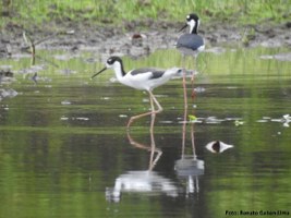 Museu de História Natural realiza 4º Fim de Semana no Museu