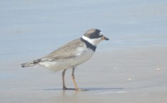 Pássaro batuíra de bando