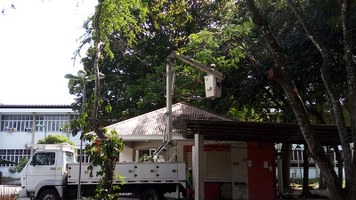 Serviço de podas na Ufal visa garantir segurança da comunidade acadêmica