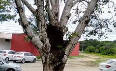 Árvores estão afetadas por pragas