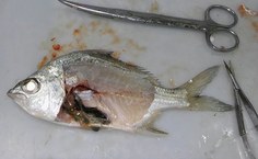 Eugerres brasilianus   carapeba