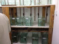 Experimentos de toxicidade Laboratório de Aquicultura, no Ceca e Laboratorio de Enzimologia, no IQB
