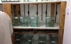 Experimentos de toxicidade Laboratório de Aquicultura, no Ceca e Laboratorio de Enzimologia, no IQB