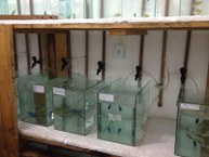 Experimentos de toxicidade