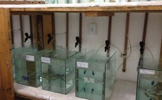 Experimentos de toxicidade