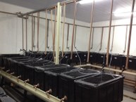 Sala de experimentos com dietas alternativas, no Laqua