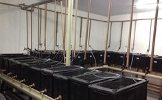 Sala de experimentos com dietas alternativas, no Laqua