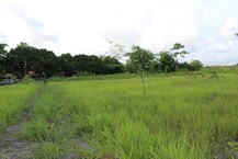 Bosque em defesa da vida no Campus A. C. Simões