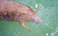 Fotos Willams Fagner (1)