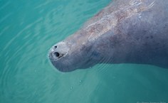 Fotos Willams Fagner (2)