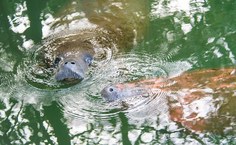 Fotos Willams Fagner (3)