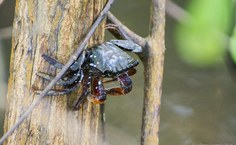 Fotos Willams Fagner (4)