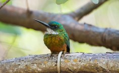 Fotos Willams Fagner (5)