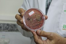Placa contaminada por fungos