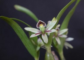 Ufal participa da 3ª Bienal de Orquídeas do Nordeste