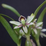 Ufal participa da 3ª Bienal de Orquídeas do Nordeste