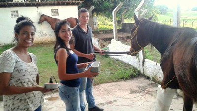 Alunos fazendo eletro acupuntura em animal com fratura e deformidade flexural