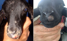 Ovelha com papilomatose antes e depois de três sessões de autohemoterapia em pontos de acupuntura